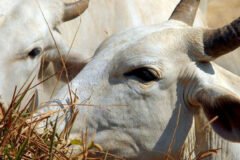Carne bovina brasileira enfrenta tarifa de 67% para exportação à China