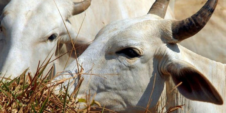 Carne bovina brasileira enfrenta tarifa de 67% para exportação à China